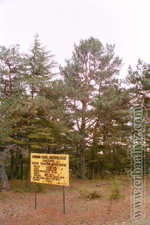 lubnan_sedirleri.jpg