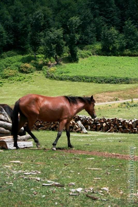 Yılkı Atı