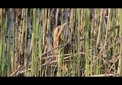 Balaban Kuşu (Erbaa) - Eurasian Bittern - Botaurus stellaris