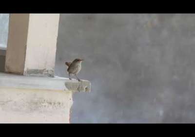 Çitkuşu (Erbaa Gölönü Köyü) - Eurasian Wren - Troglodytes troglodytes
