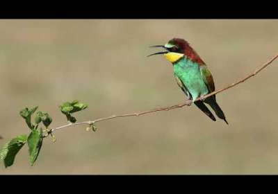Arı Kuşu (Erbaa Organize Sanayi) (Merops apiaster - Rainbow bee-eater)