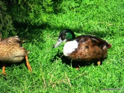 Ördekler - Erbaa Keklik ve Sülün Yetiştirme Çiftliği (İstasyonu)