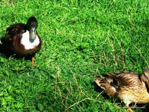 Ördekler - Erbaa Keklik ve Sülün Yetiştirme Çiftliği (İstasyonu)