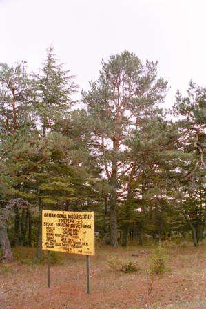 lubnan_sedirleri.jpg
