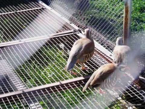 Sülünle - Erbaa Keklik ve Sülün Yetiştirme Çiftliği (İstasyonu)