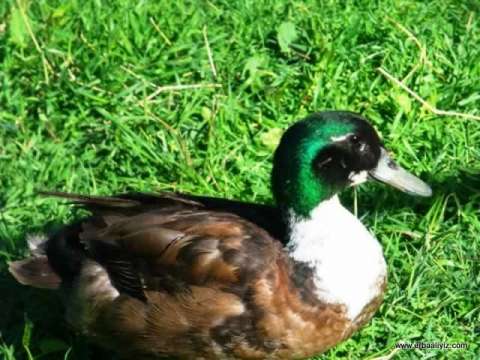 Yeşil Başlı Ördek - Erbaa Keklik ve Sülün Yetiştirme Çiftliği (İstasyonu)