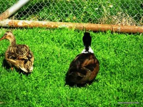 Ördekler - Erbaa Keklik ve Sülün Yetiştirme Çiftliği (İstasyonu)