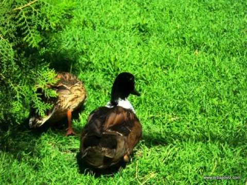 Ördekler - Erbaa Keklik ve Sülün Yetiştirme Çiftliği (İstasyonu)