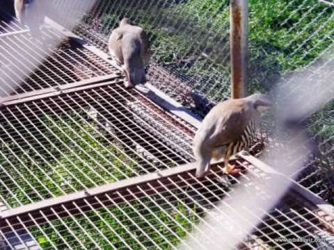 Sülünle - Erbaa Keklik ve Sülün Yetiştirme Çiftliği (İstasyonu)