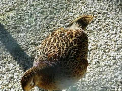 Dişi Sülün - Erbaa Keklik ve Sülün Yetiştirme Çiftliği (İstasyonu)