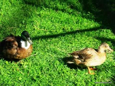 Ördekler - Erbaa Keklik ve Sülün Yetiştirme Çiftliği (İstasyonu)