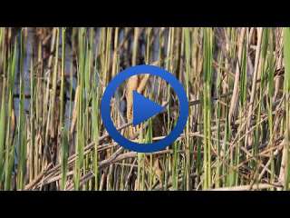 Balaban Kuşu (Erbaa) - Eurasian Bittern - Botaurus stellaris