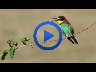 Arı Kuşu (Erbaa Organize Sanayi) (Merops apiaster - Rainbow bee-eater)
