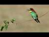 Arı Kuşu (Erbaa Organize Sanayi) (Merops apiaster - Rainbow bee-eater) Arı Kuşu (Erbaa Organize Sanayi) (Merops apiaster - Rainbow bee-eater)