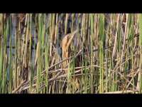 Balaban Kuşu (Erbaa) - Eurasian Bittern - Botaurus stellaris