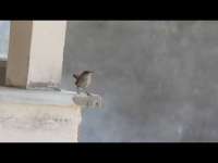 Çitkuşu (Erbaa Gölönü Köyü) - Eurasian Wren - Troglodytes troglodytes